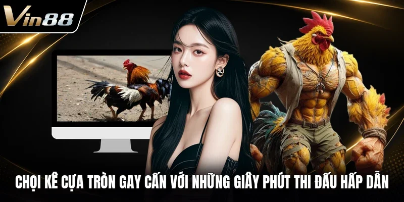 Chọi kê cựa tròn gay cấn với những giây phút thi đấu hấp dẫn